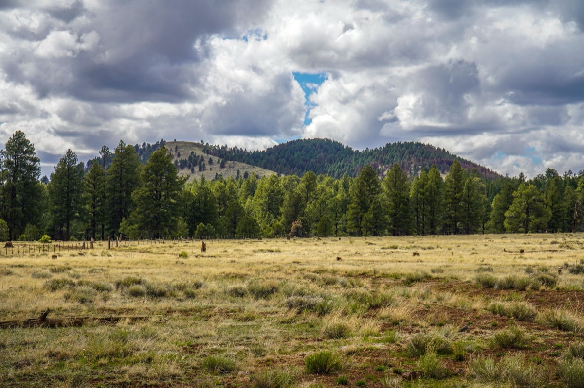 Ponderosa pine forest in Arizona's White Mountains near Pinetop-Lakeside