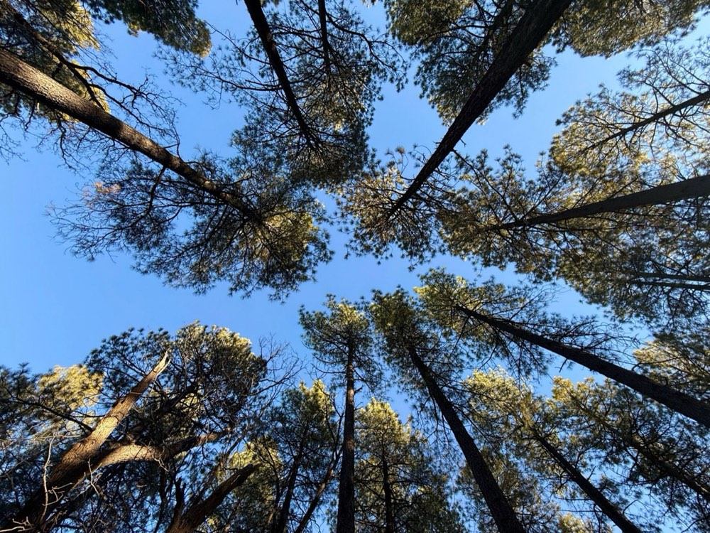 Sunlight through a ponderosa pine canopy in Arizona's high country